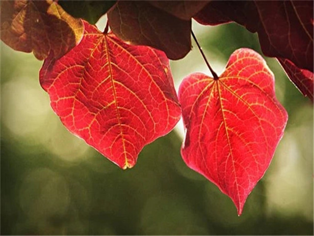 剩男剩女出现的原因